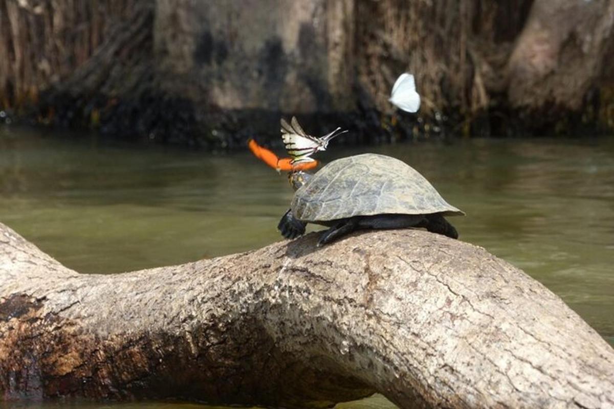 a tortoise with a bird on its back sitting on a rock