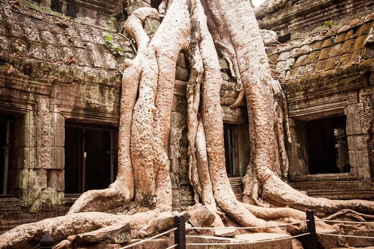 một cái cây lớn mọc ở bên hông tòa nhà