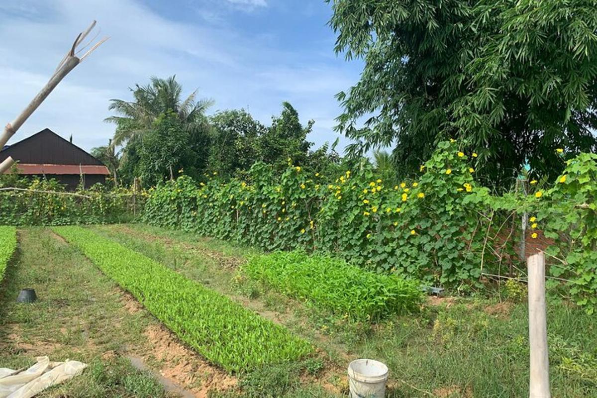 sebuah taman dengan ladang bunga matahari