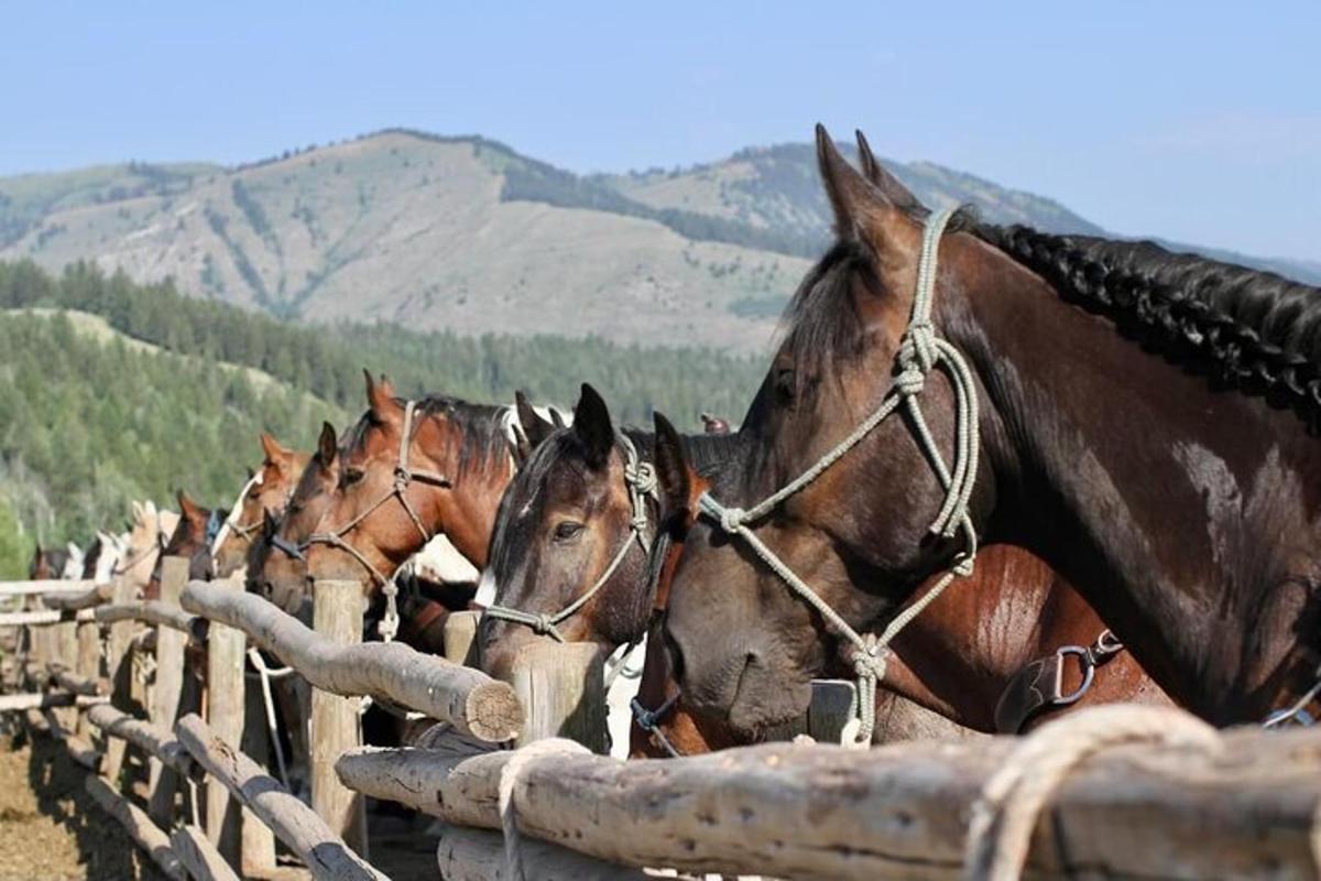 um grupo de cavalos olhando por cima de uma cerca