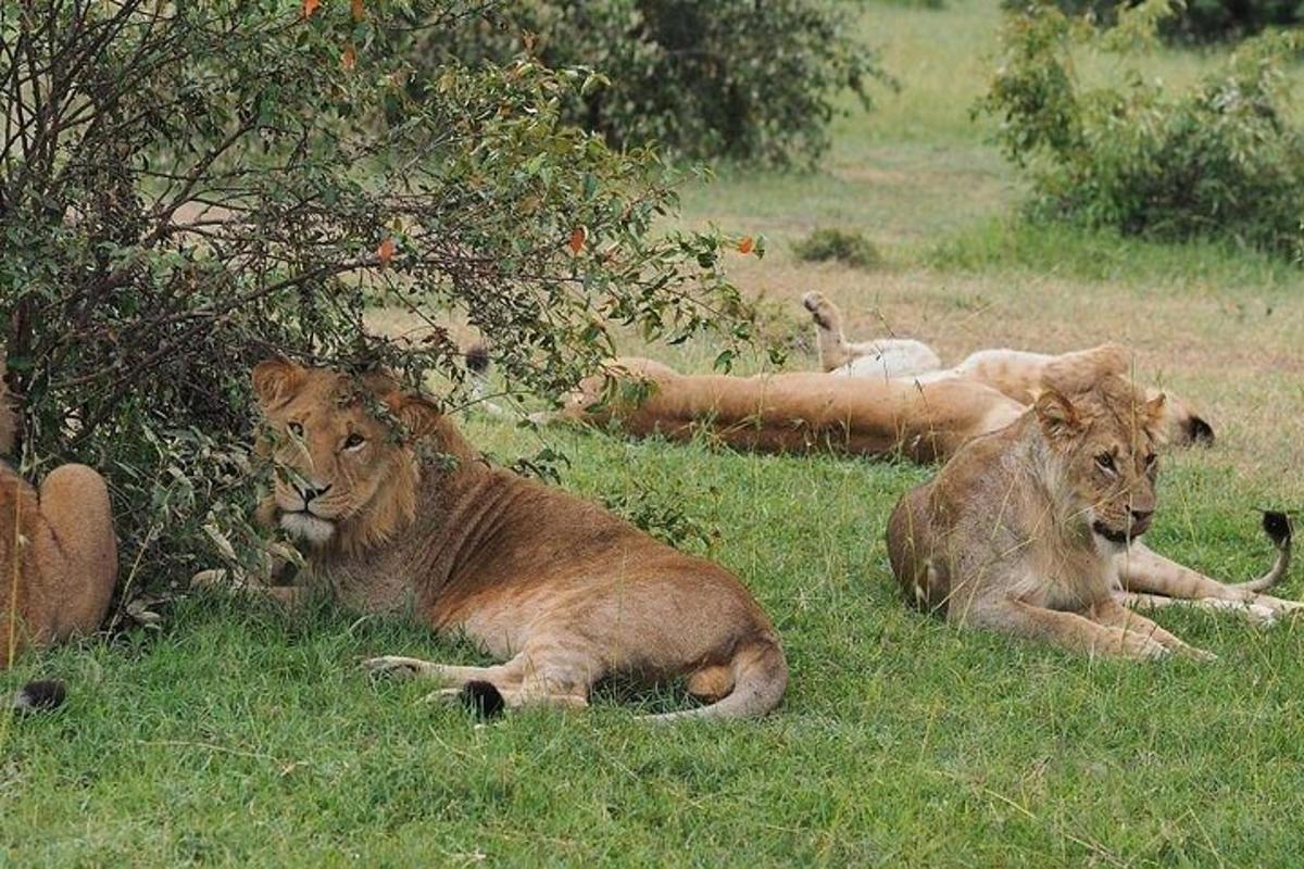 tre leoni sdraiati sull'erba in un campo