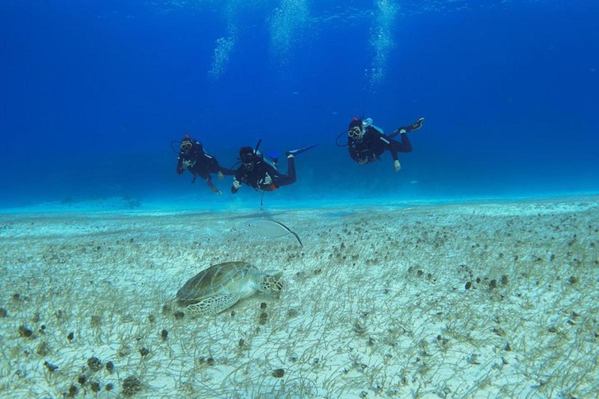 skupina lidí plave v oceánu s želvou