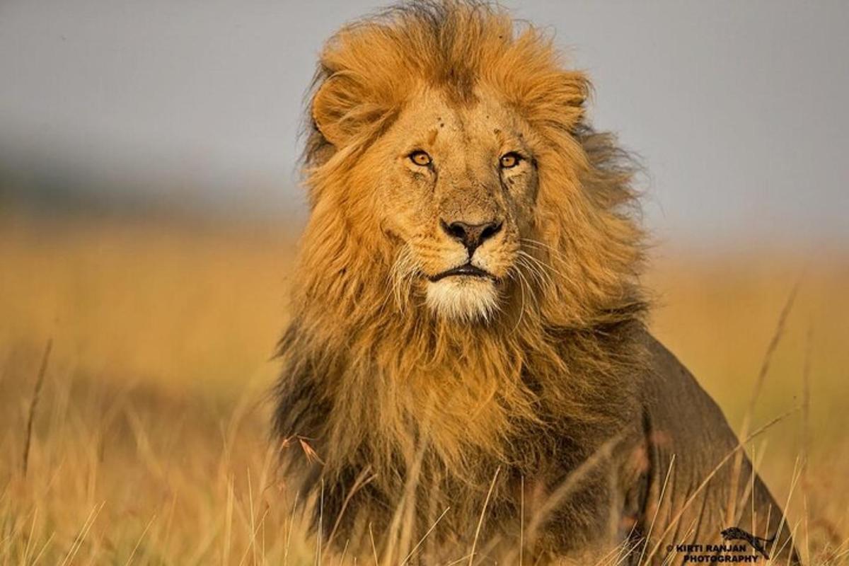 Un león con barba de león sentado en la hierba