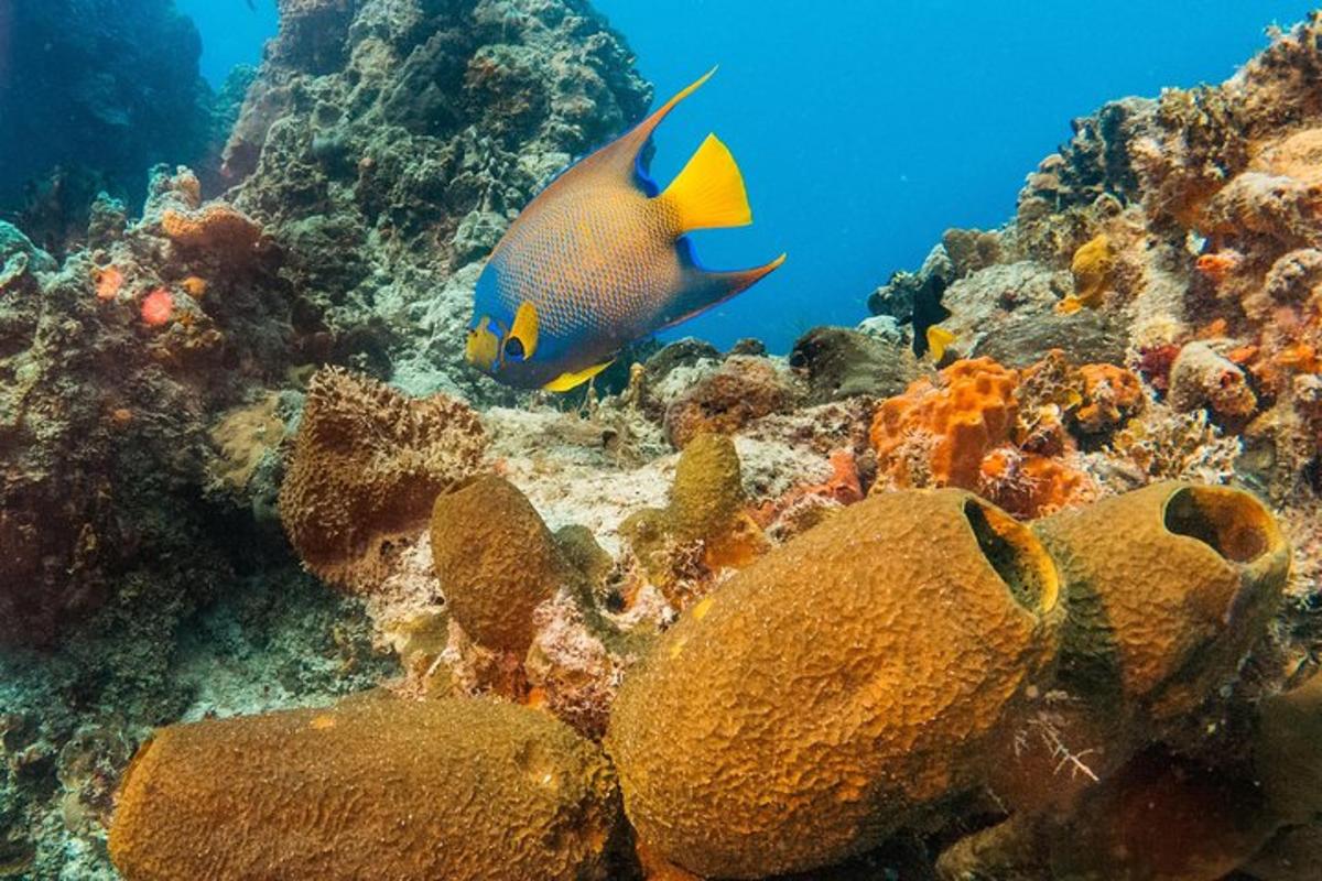 Dvě ryby plavající v oceánu na útesu