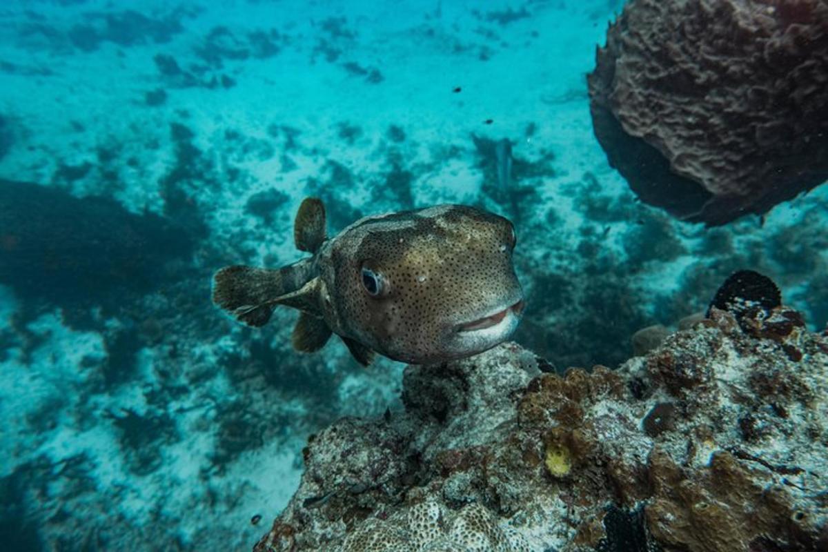un pesce è seduto su una roccia nell'oceano