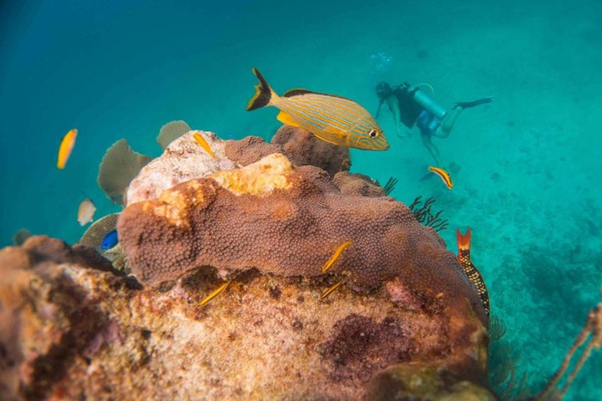 eine Gruppe von Fischen auf einem Riff mit einem Taucher im Hintergrund