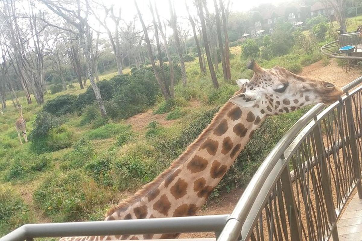 una giraffa in piedi accanto a una recinzione