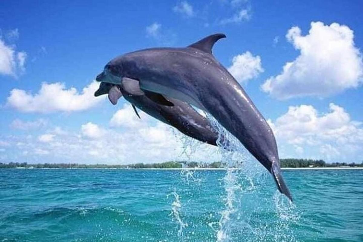 un delfino che salta fuori dall'acqua
