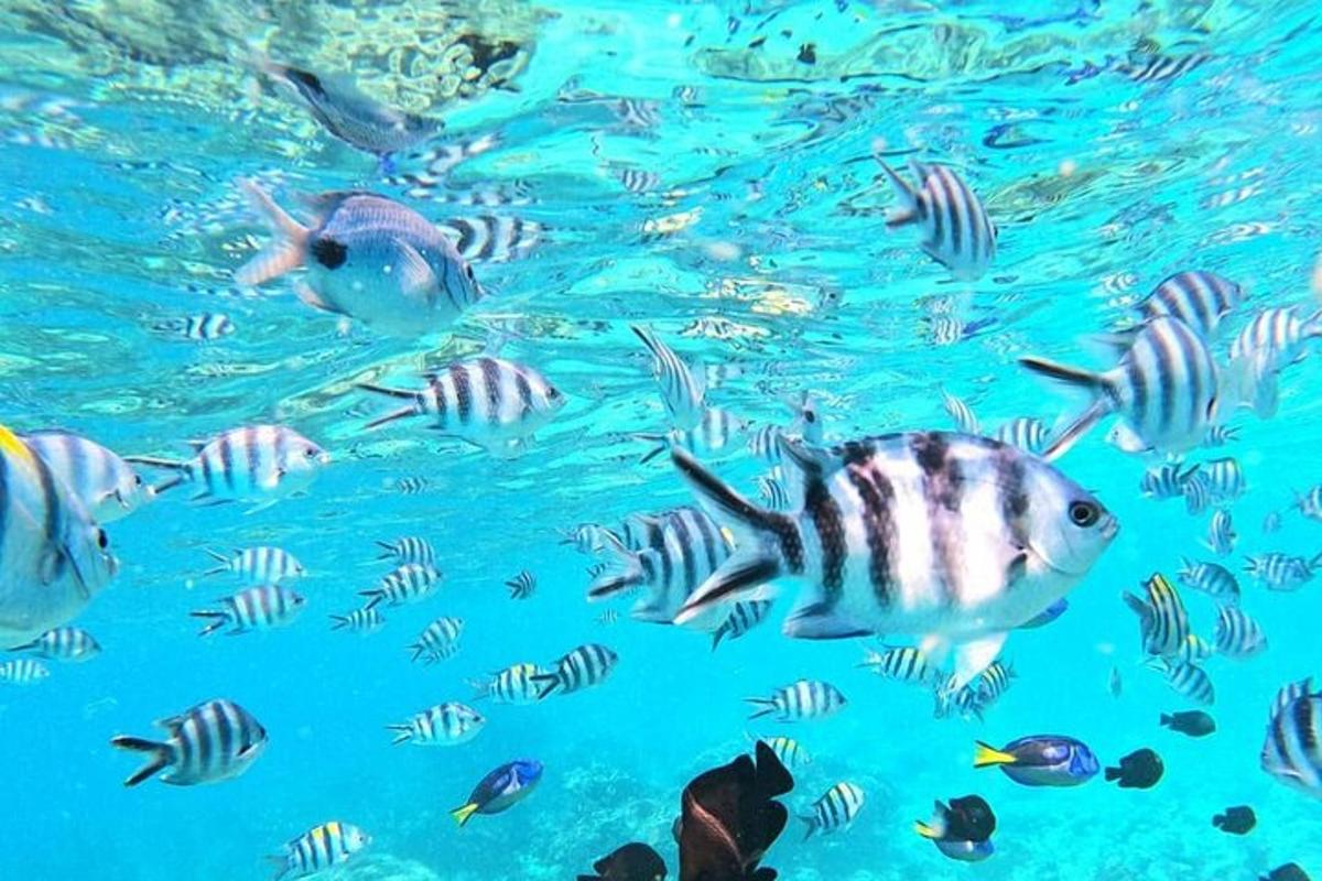 un gruppo di pesci che nuotano nell'acqua