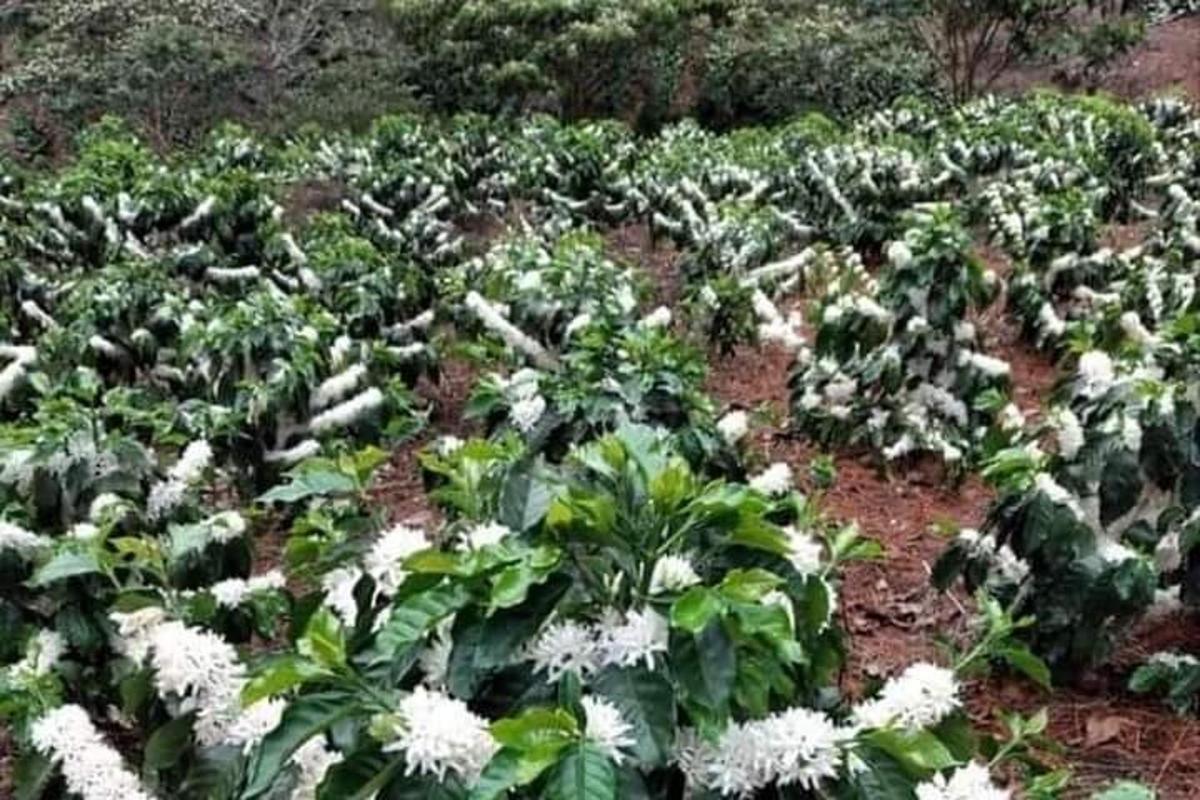isang larangan ng mga halaman ng repolyo na may mga puting bulaklak