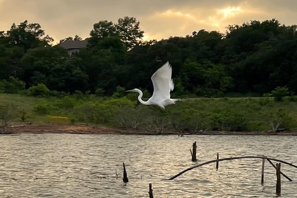 un uccello bianco che vola sopra uno specchio d'acqua