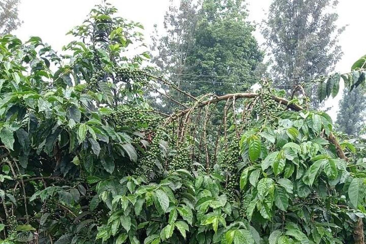 ліс, повний безлічі дерев і листя