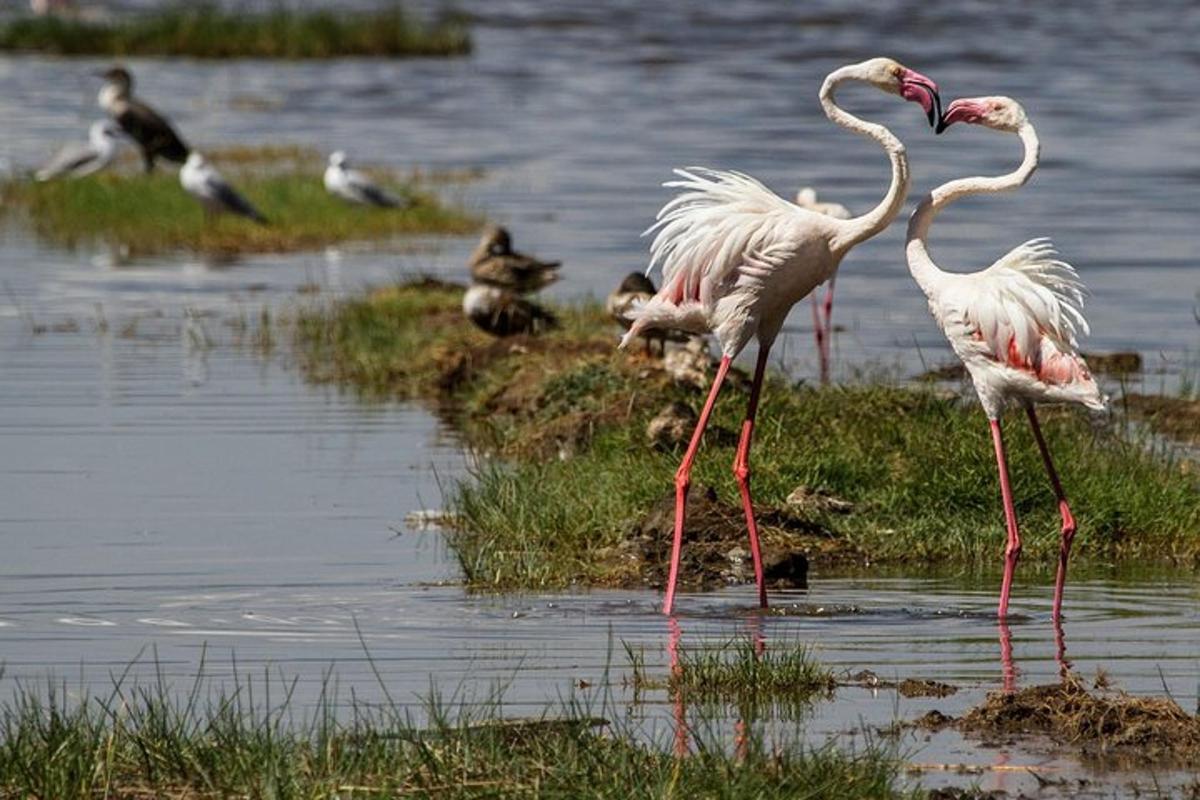 egy flamingócsoport áll a vízben