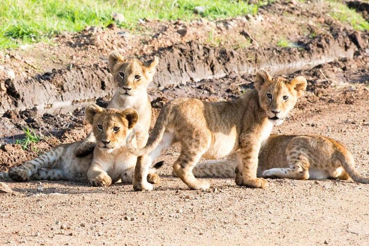 sekelompok empat singa duduk di jalan tanah