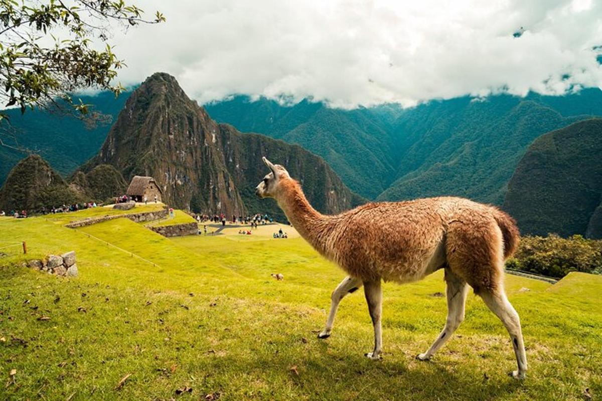 un lama in piedi su un campo con le montagne sullo sfondo