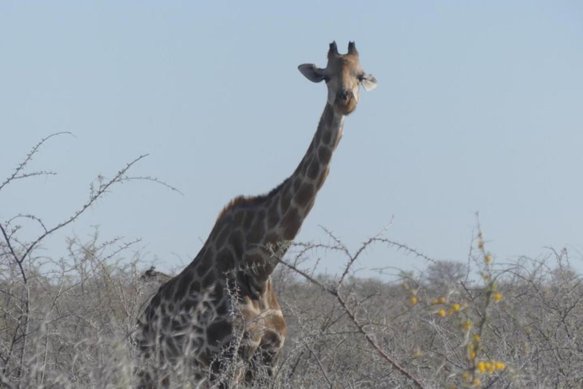 two giraffes walking together in a field