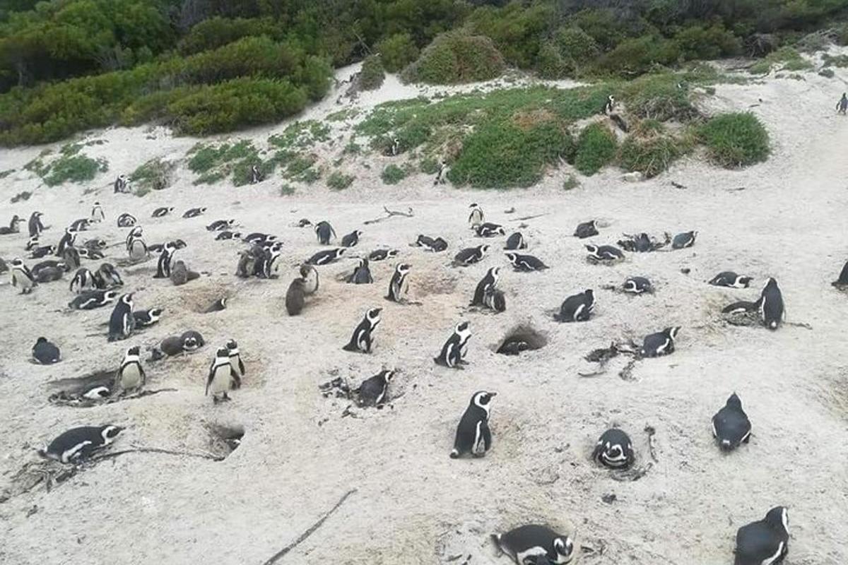 sekumpulan penguin duduk di pantai
