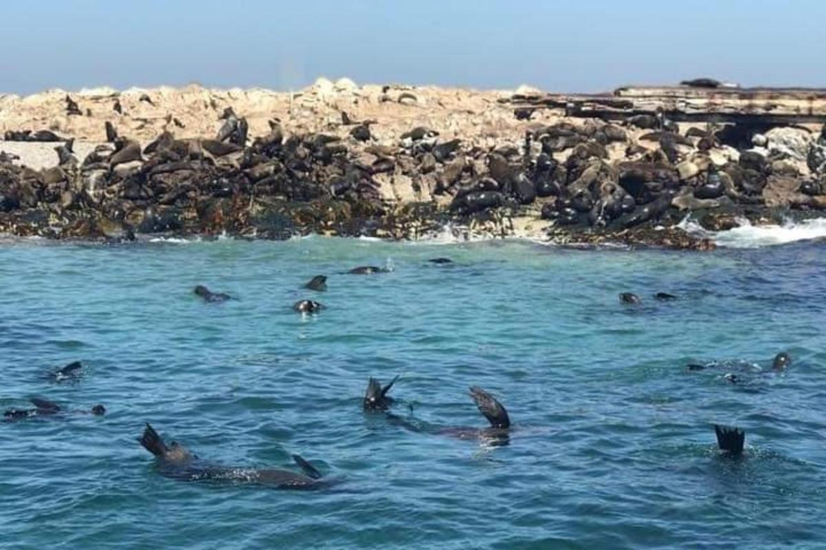 een groep dolfijnen die in het water zwemmen