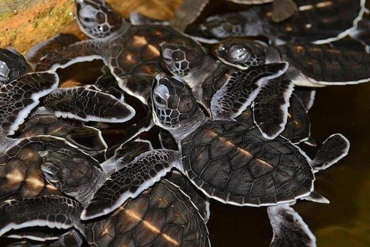 um grupo de tartarugas sentadas em cima de uma tigela