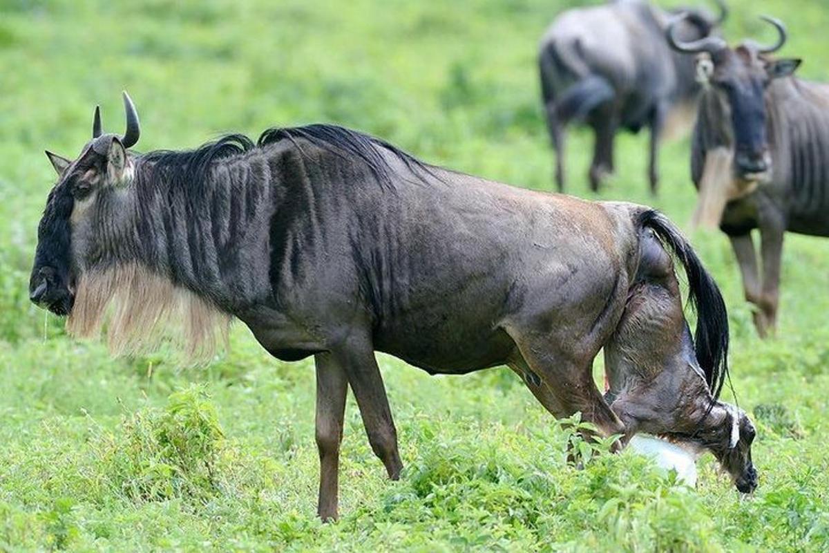 a group of wild animals standing in a field