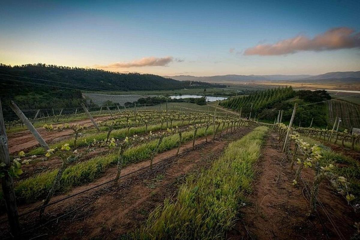 a vineyard with rows of plants and a river