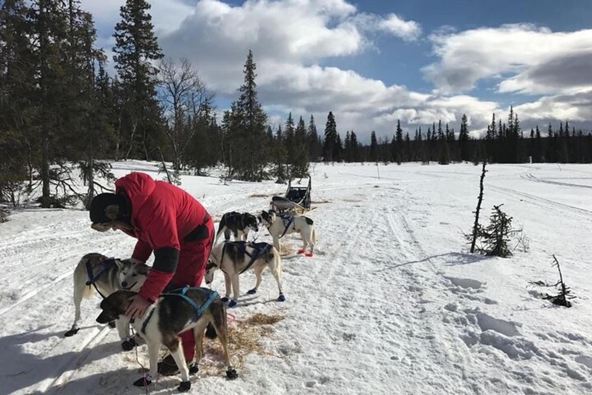 una persona con quattro cani nella neve
