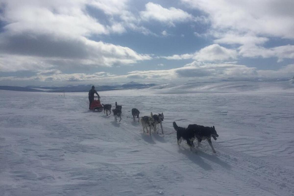 un uomo che porta a spasso un gruppo di cani nella neve