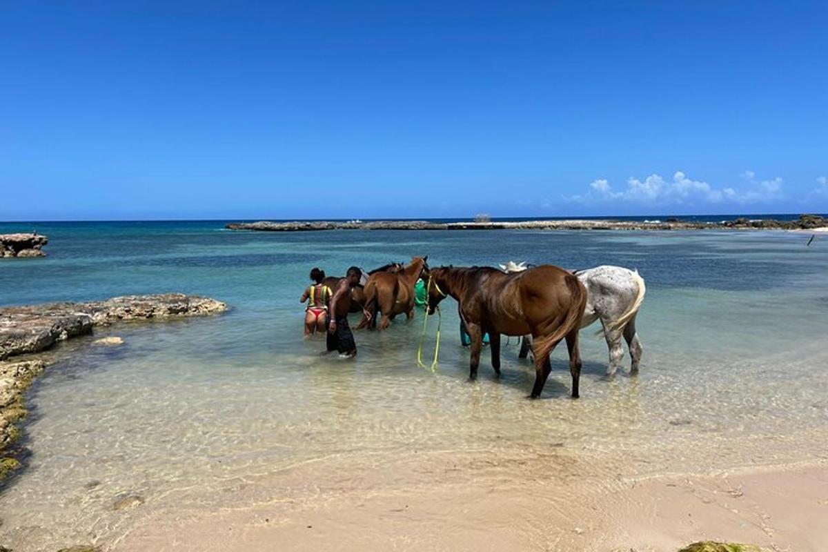 un gruppo di cavalli in piedi nell'acqua su una spiaggia