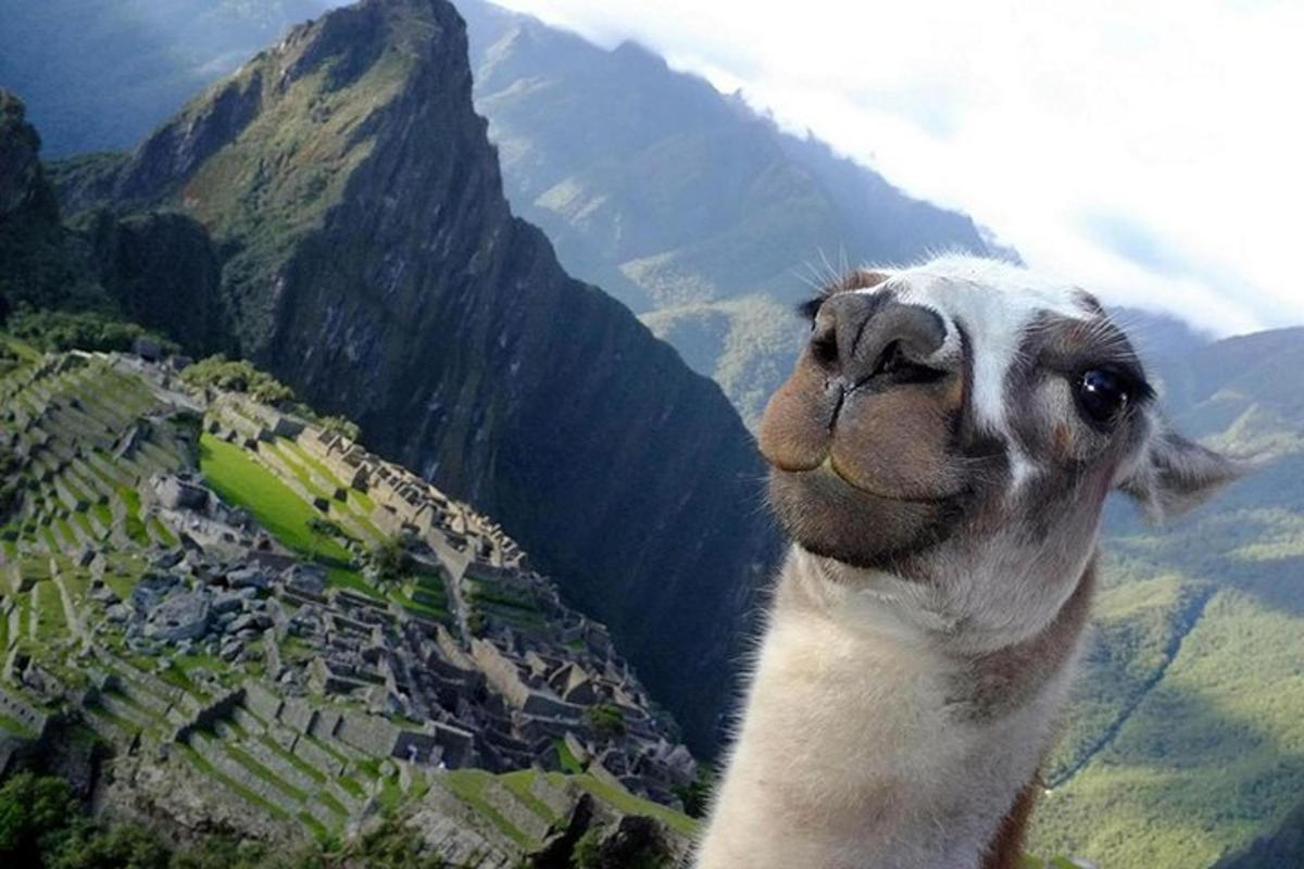 lama stendur á fjallstoppi