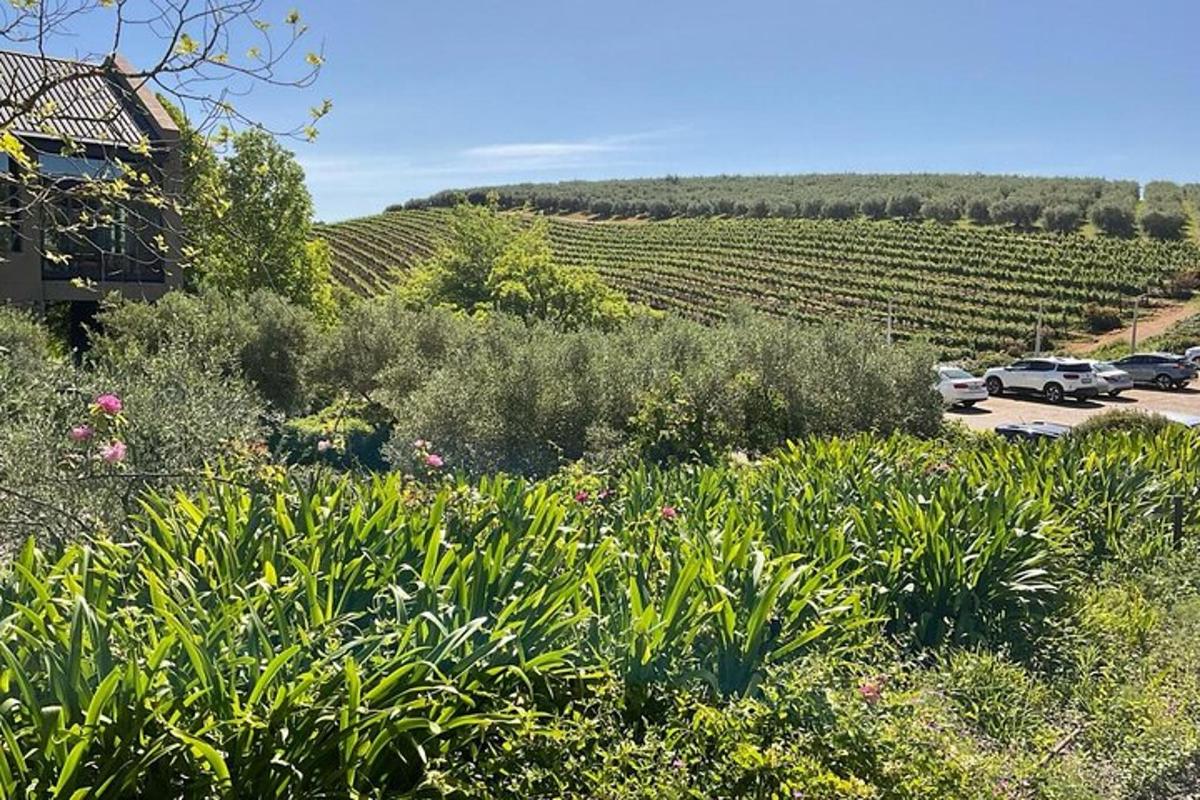 a view of a vineyard with cars parked in a parking lot
