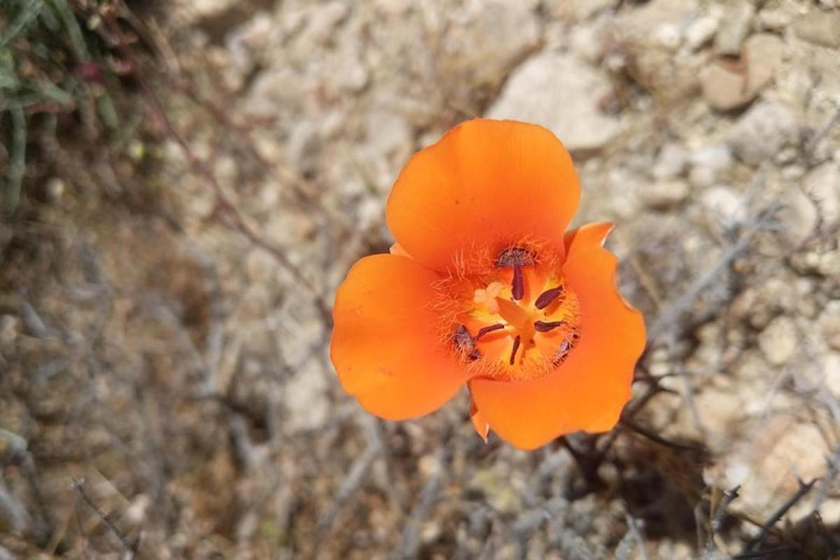 isang maliwanag na kulay kahel na bulaklak ang nasa lupa