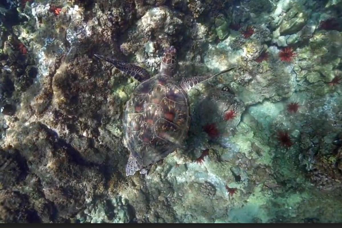 uma tartaruga marinha verde nadando na água