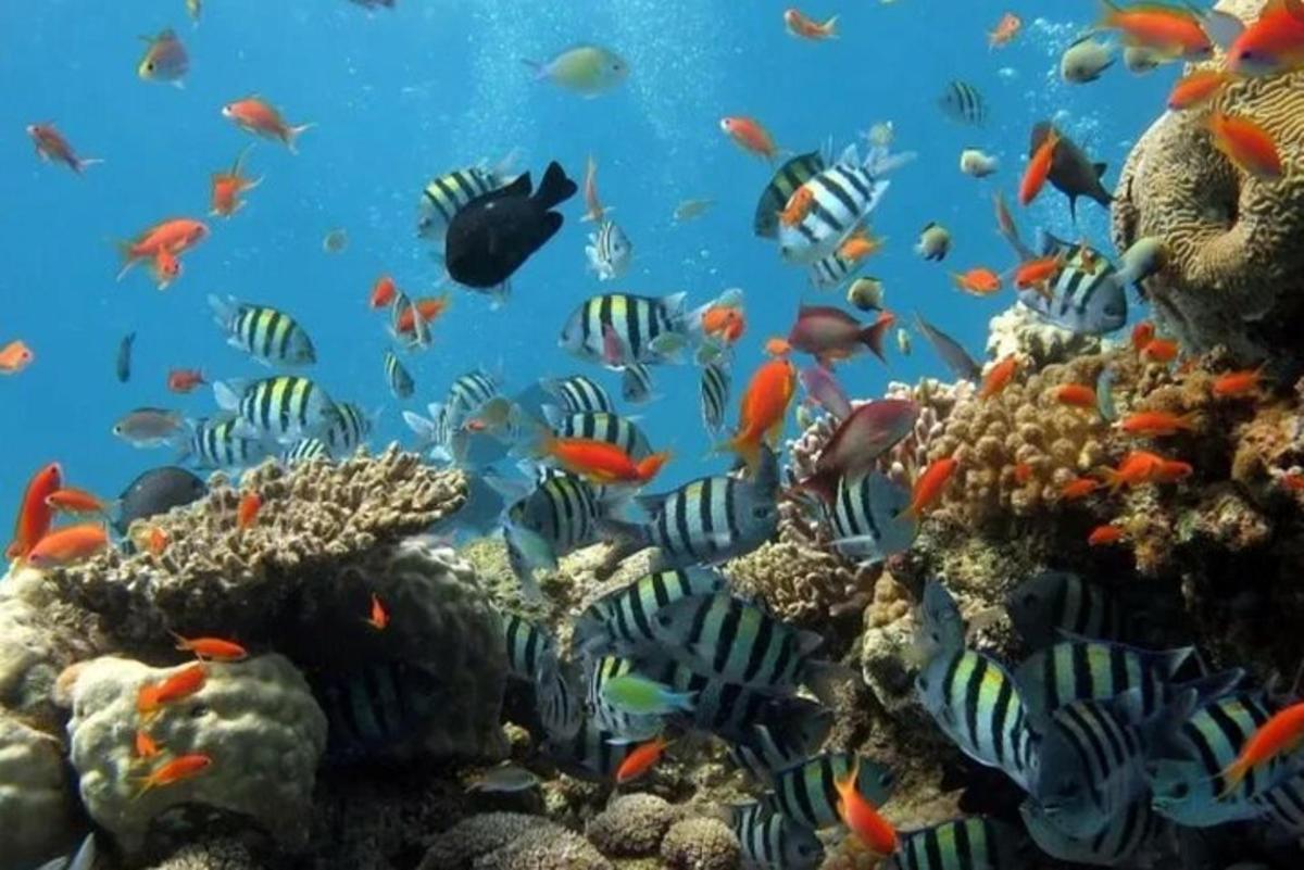 un banco de peces en un arrecife de coral