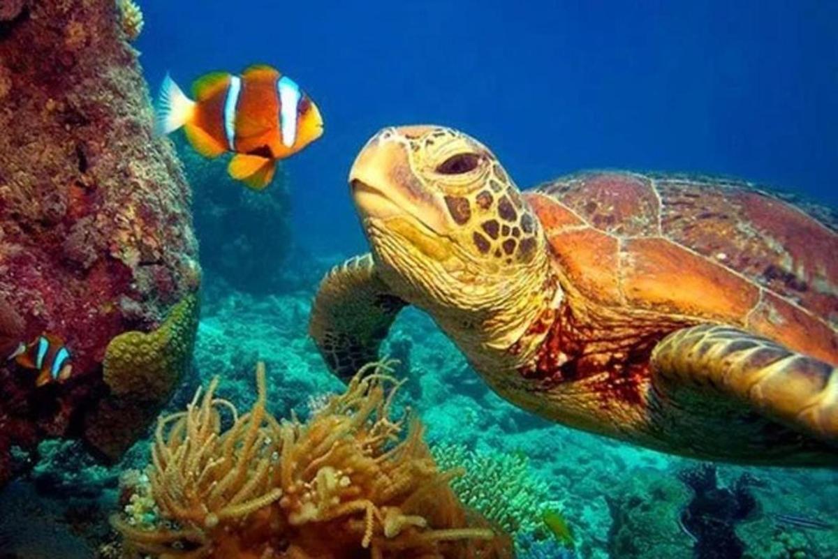 una tortuga verde y un pez en el océano