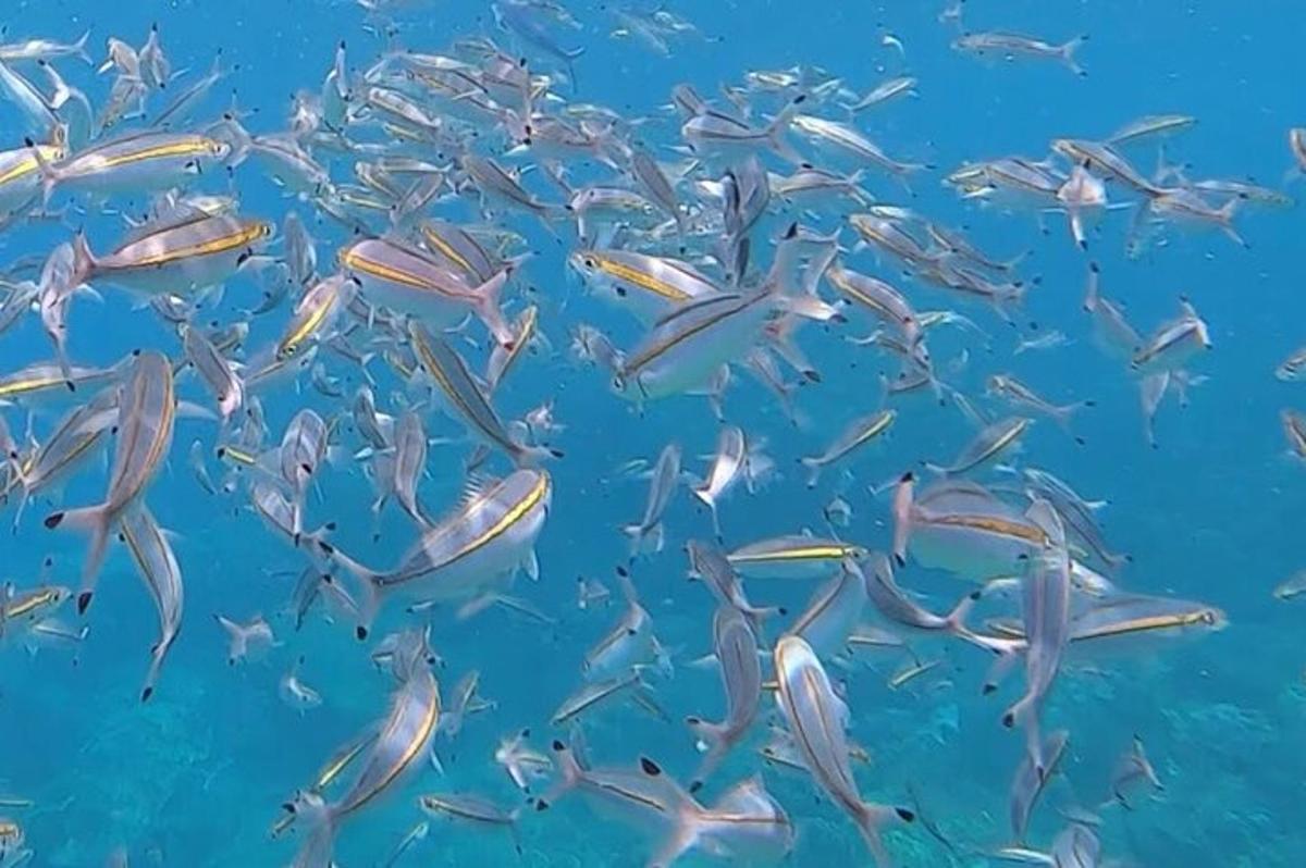sekumpulan ikan yang berenang di lautan