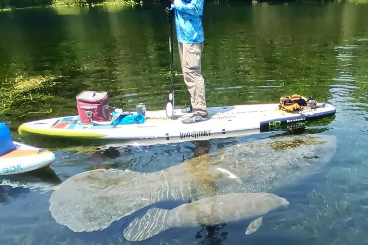 mies sup-laudalla kilpikonnan kanssa vedessä