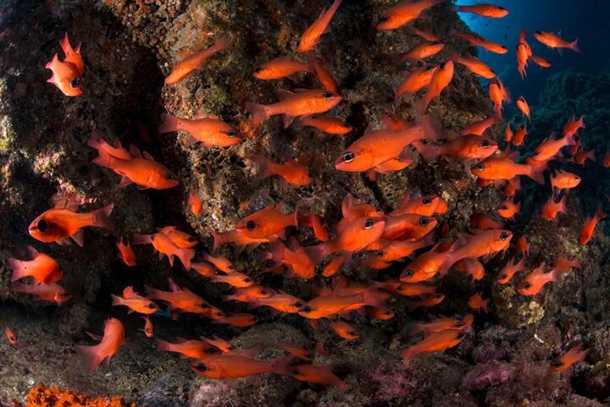 un gruppo di pesci arancioni su una barriera corallina