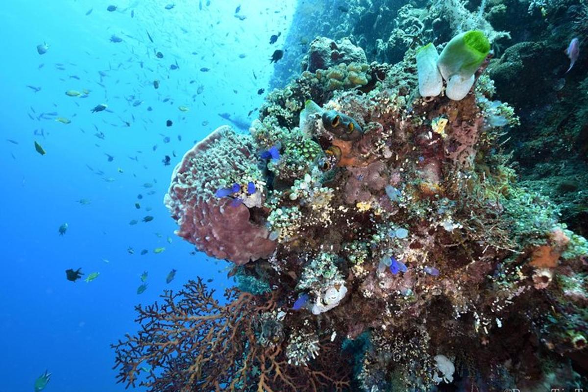 terumbu karang dengan ikan di dalam air