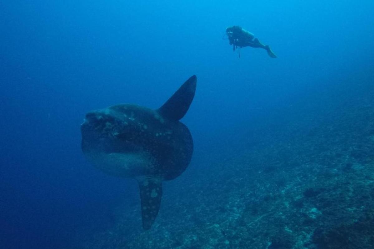 uno squalo balena e un subacqueo nell'oceano