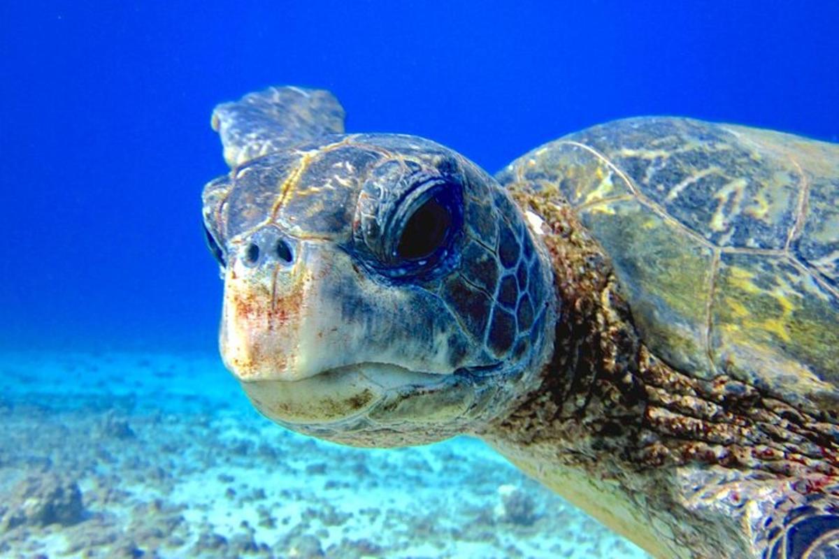 una tortuga marina verde nadando en el agua