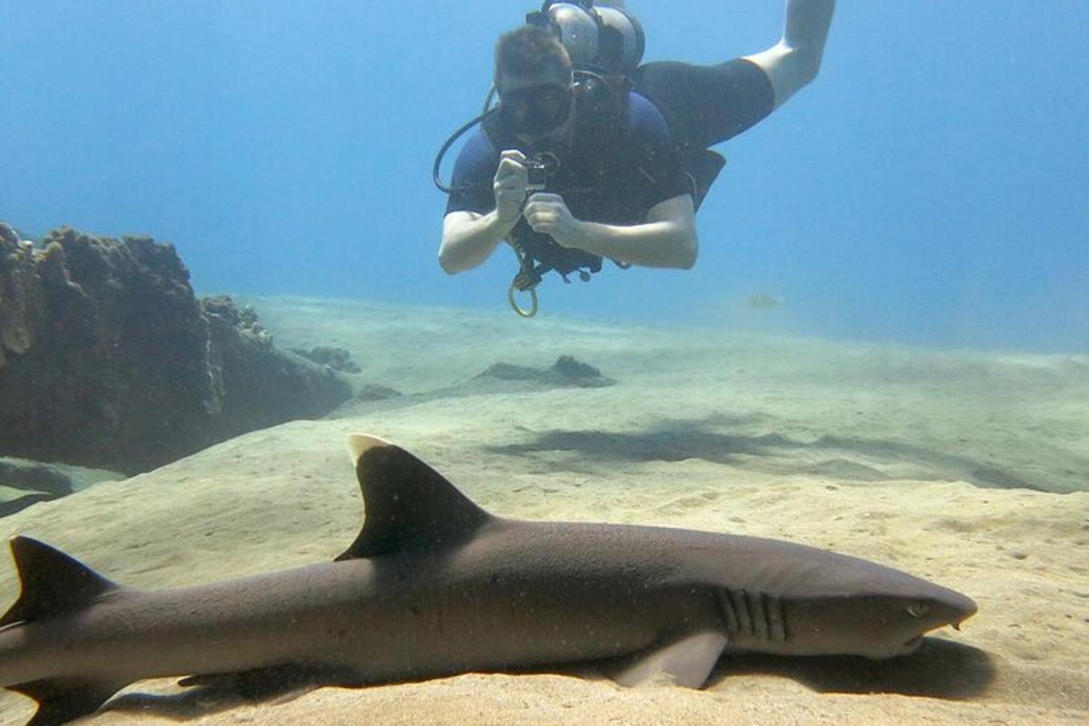 una persona tomando una fotografía de un tiburón en el agua