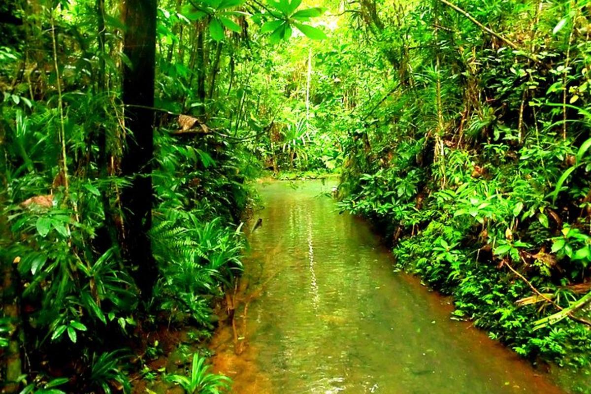 potok uprostřed džungle