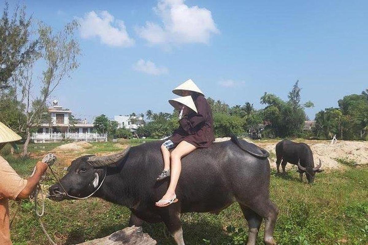 žena jede na hřbetě krávy