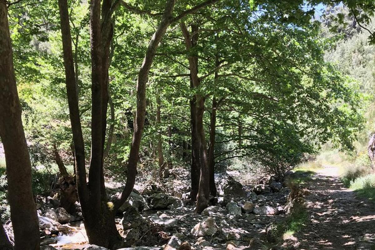 un sentiero attraverso una foresta con alberi e rocce