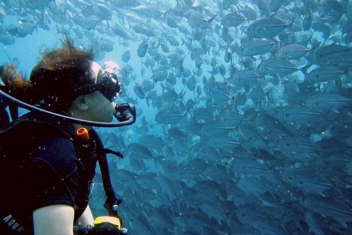 Una persona está mirando un grupo grande de peces.