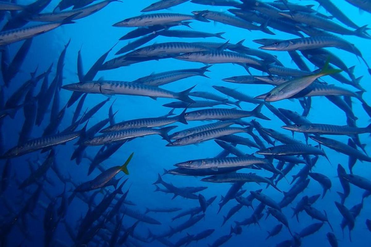 un banco de peces nadando en el océano