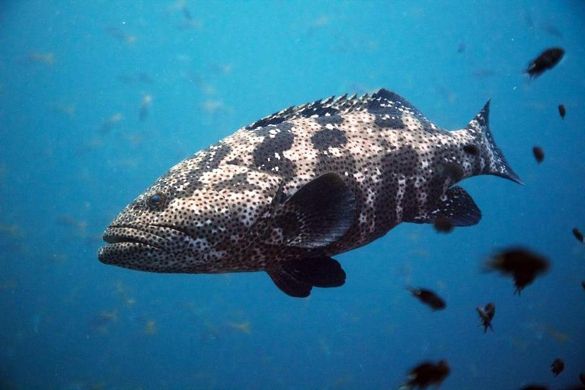 un pesce che nuota nell'acqua blu