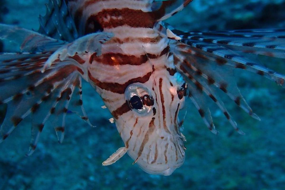 un primo piano di un pesce che nuota nell'acqua