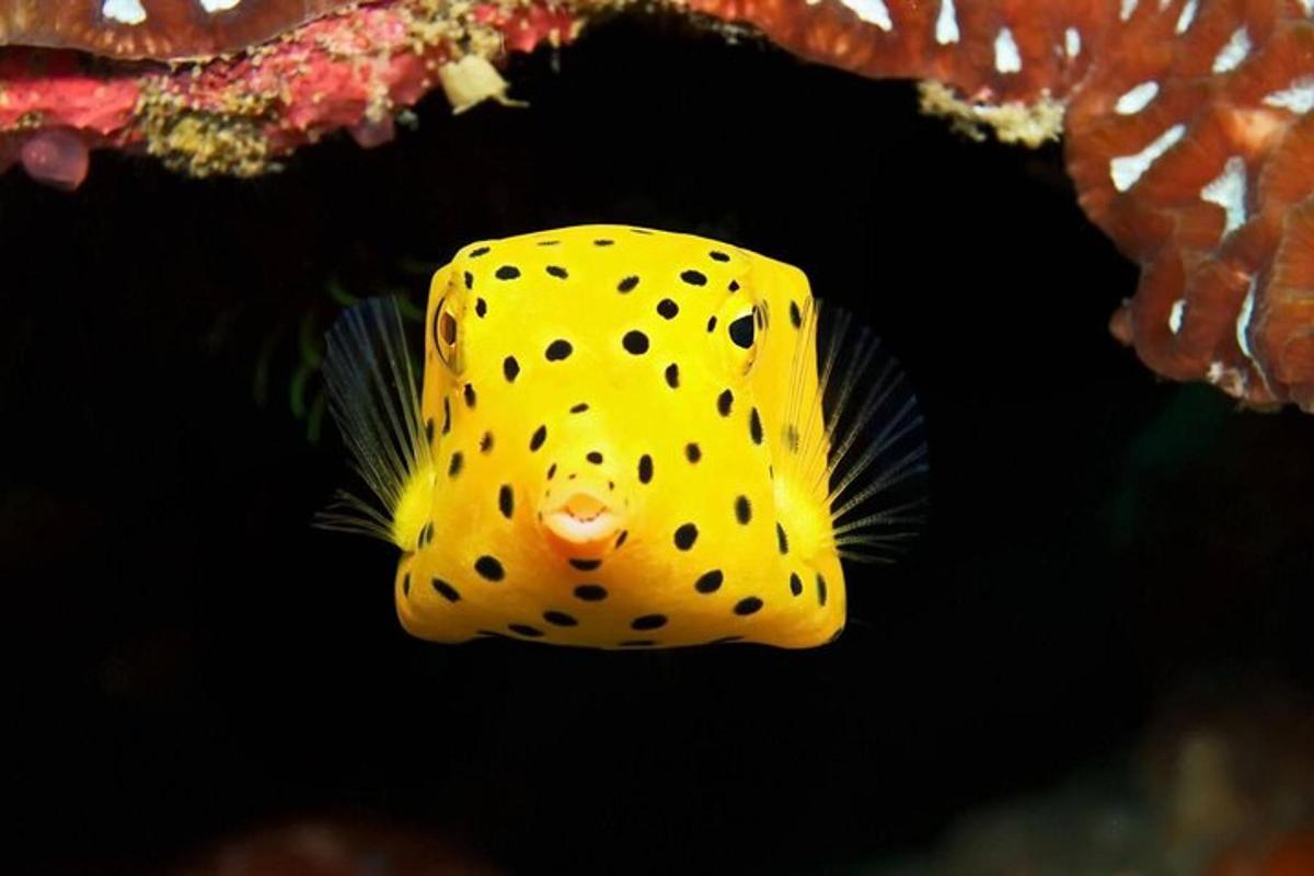 un pesce giallo con punti neri nell'acqua