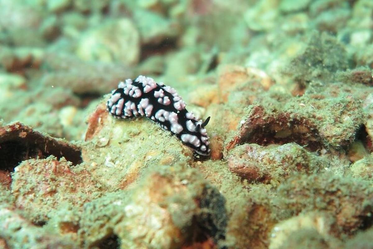 un pesce bianco e nero seduto sulle rocce